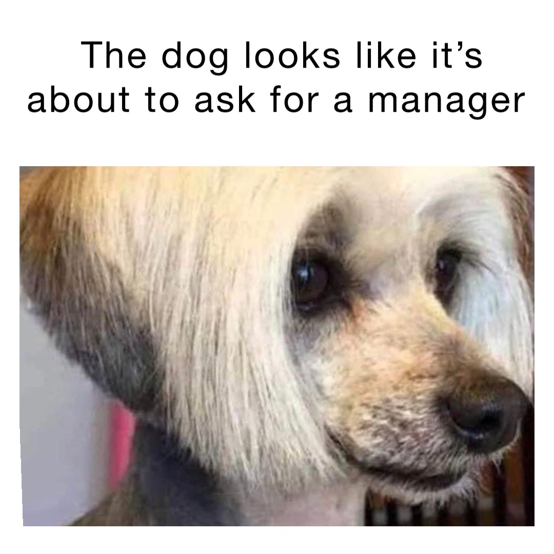 The dog looks like it’s about to ask for a manager