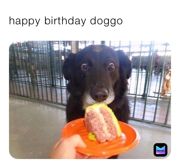 happy birthday doggo 