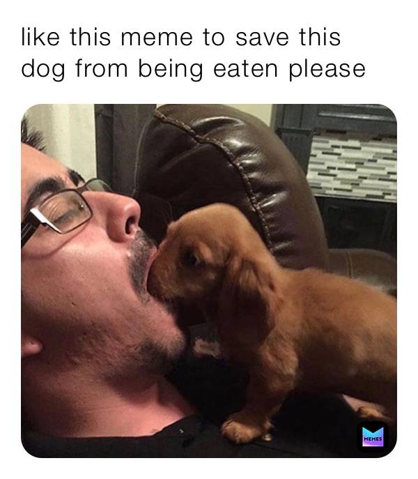 like this meme to save this dog from being eaten please 