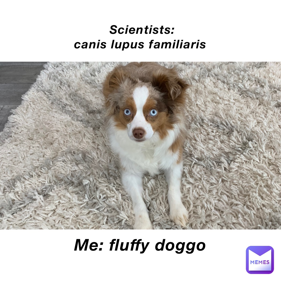 Scientists: 
Canis Lupus Familiaris Me: Fluffy Doggo