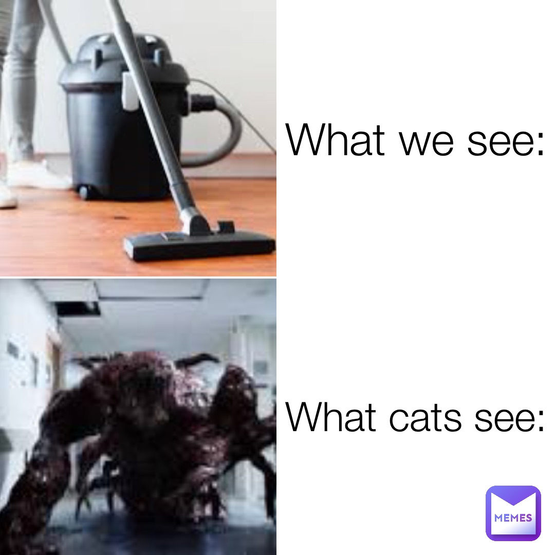 What we see: What cats see: