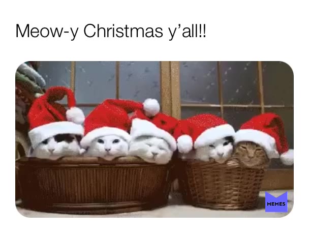 #meme  #christmas  #kitties