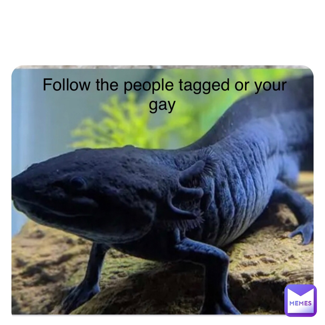 fun fact ur gay meme