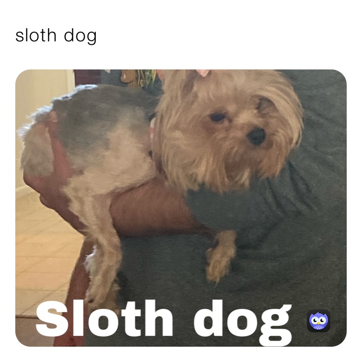 sloth dog