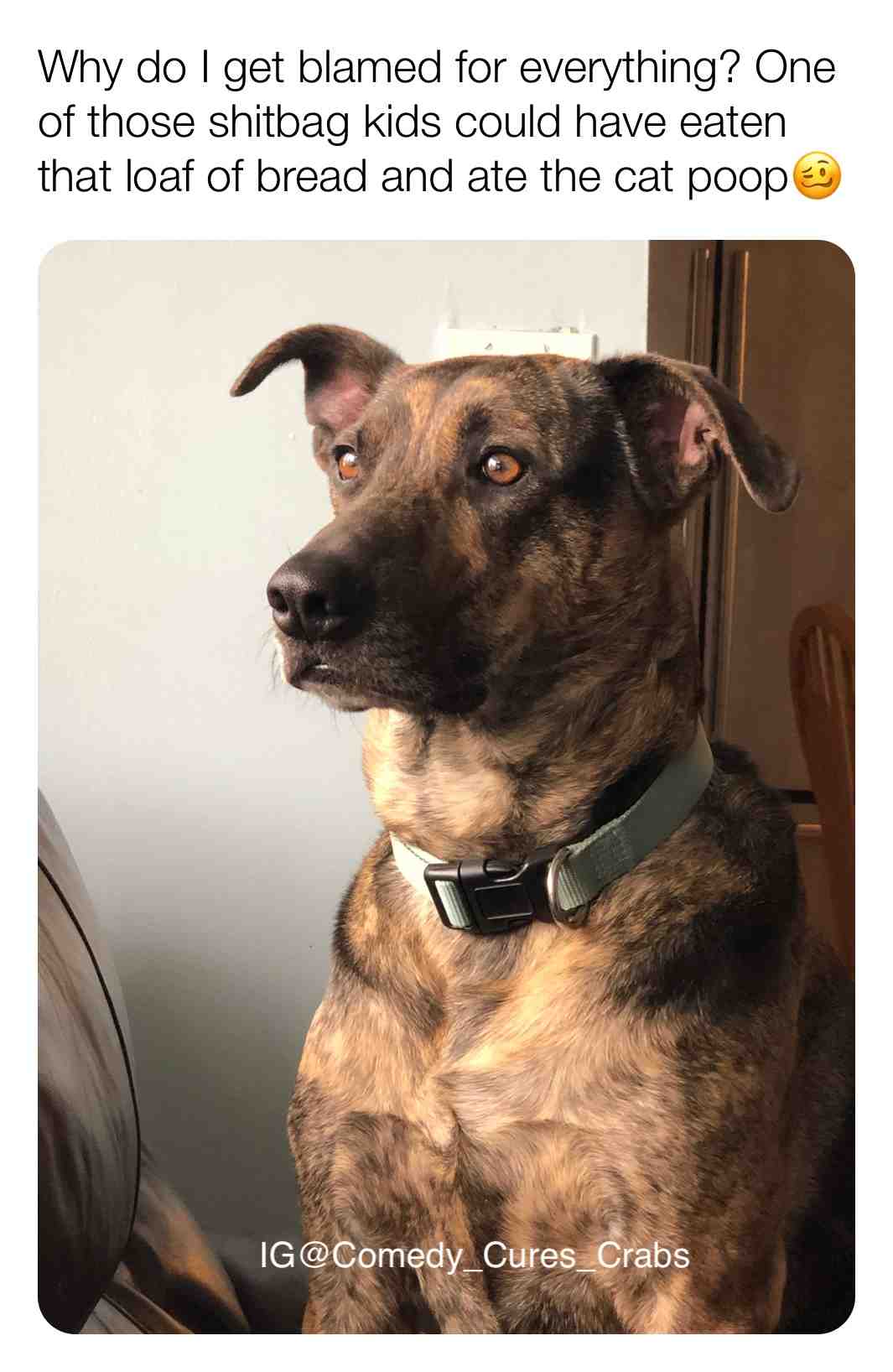 #dog   #dogs   #fredthemutt   #funny   #deepthoughts   #funnydogs   #humor