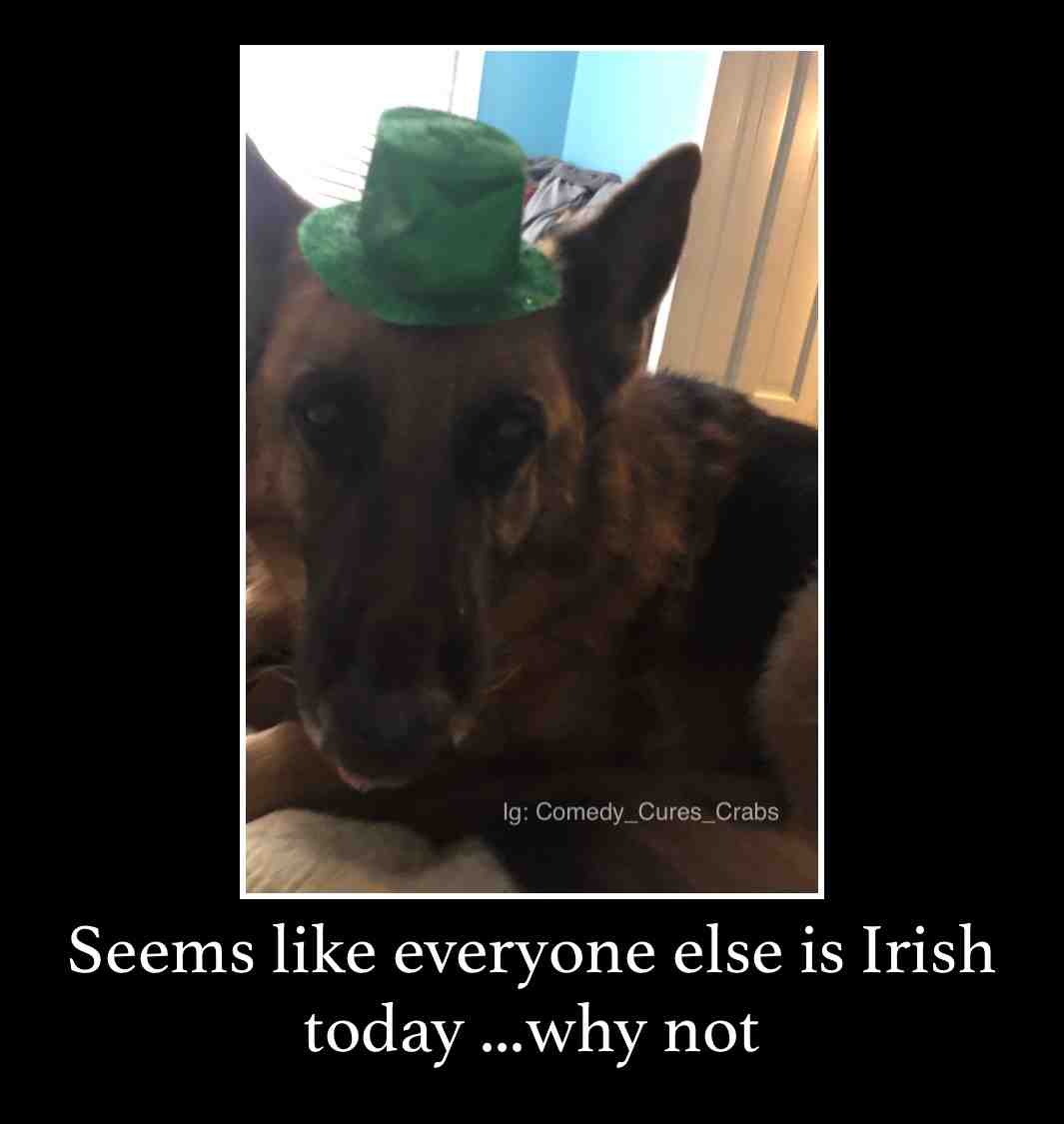 #clean  #cleanmeme  #germanshepherd