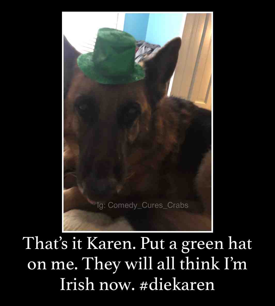 #clean  #cleanmeme  #germanshepherd
