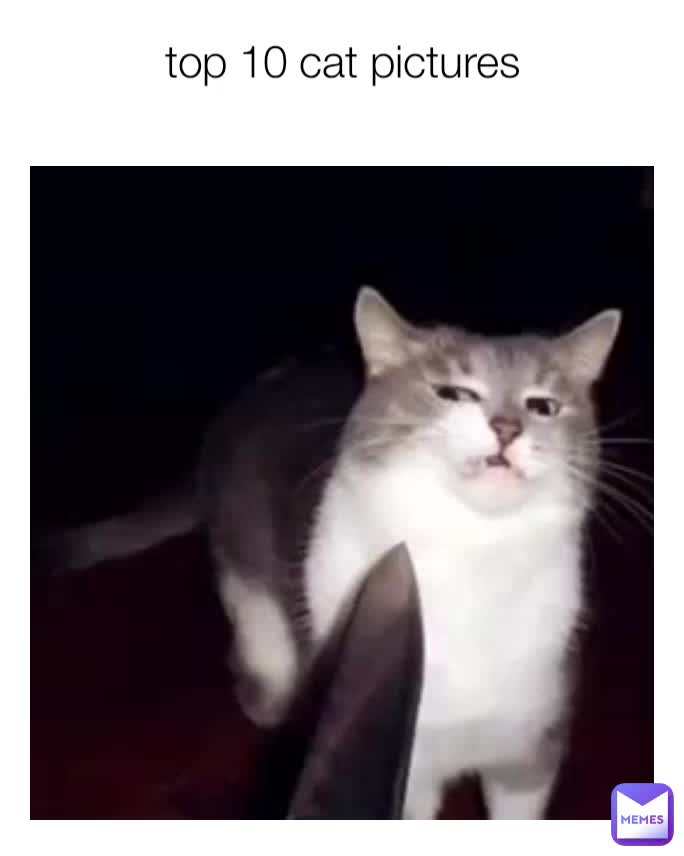 top 10 cat pictures Daily_meme_dealer_ Memes