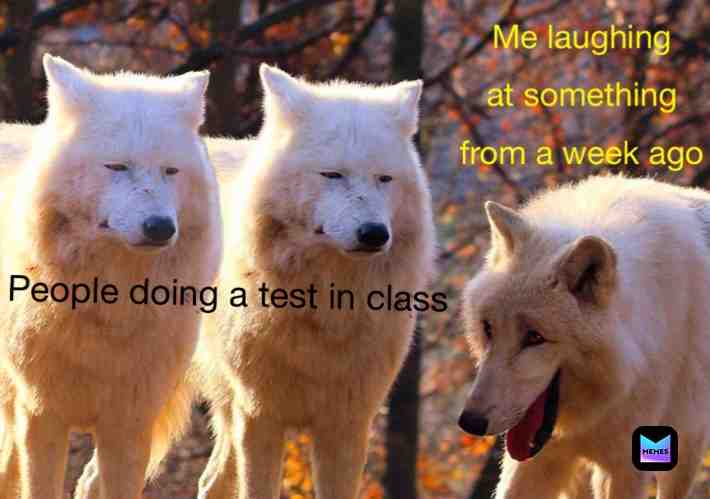 True af #meme #funny #awesome #cool #yeah #yup #wolf
