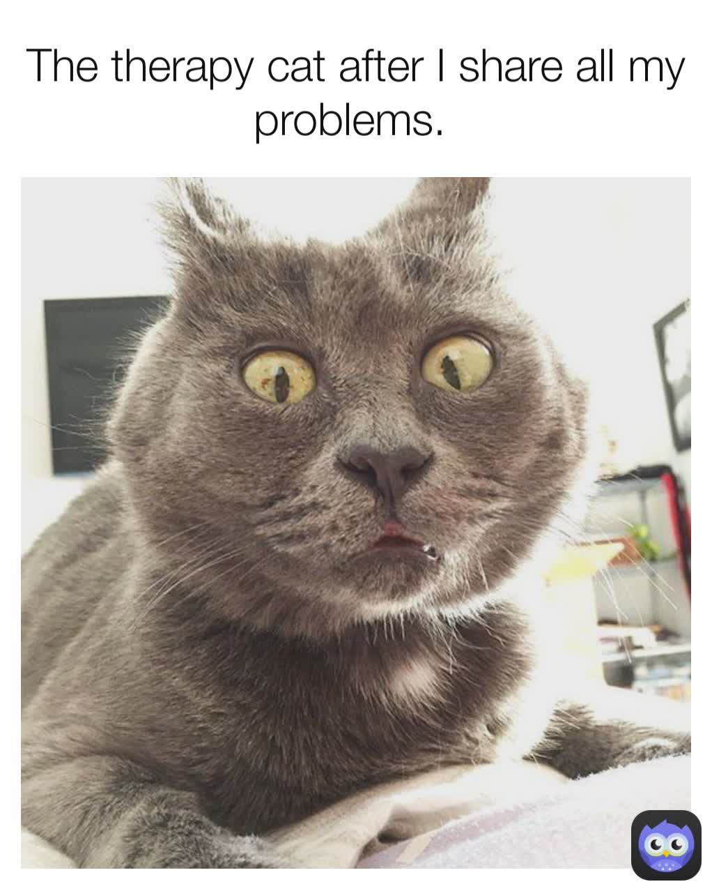 The therapy cat after I share all my problems. 