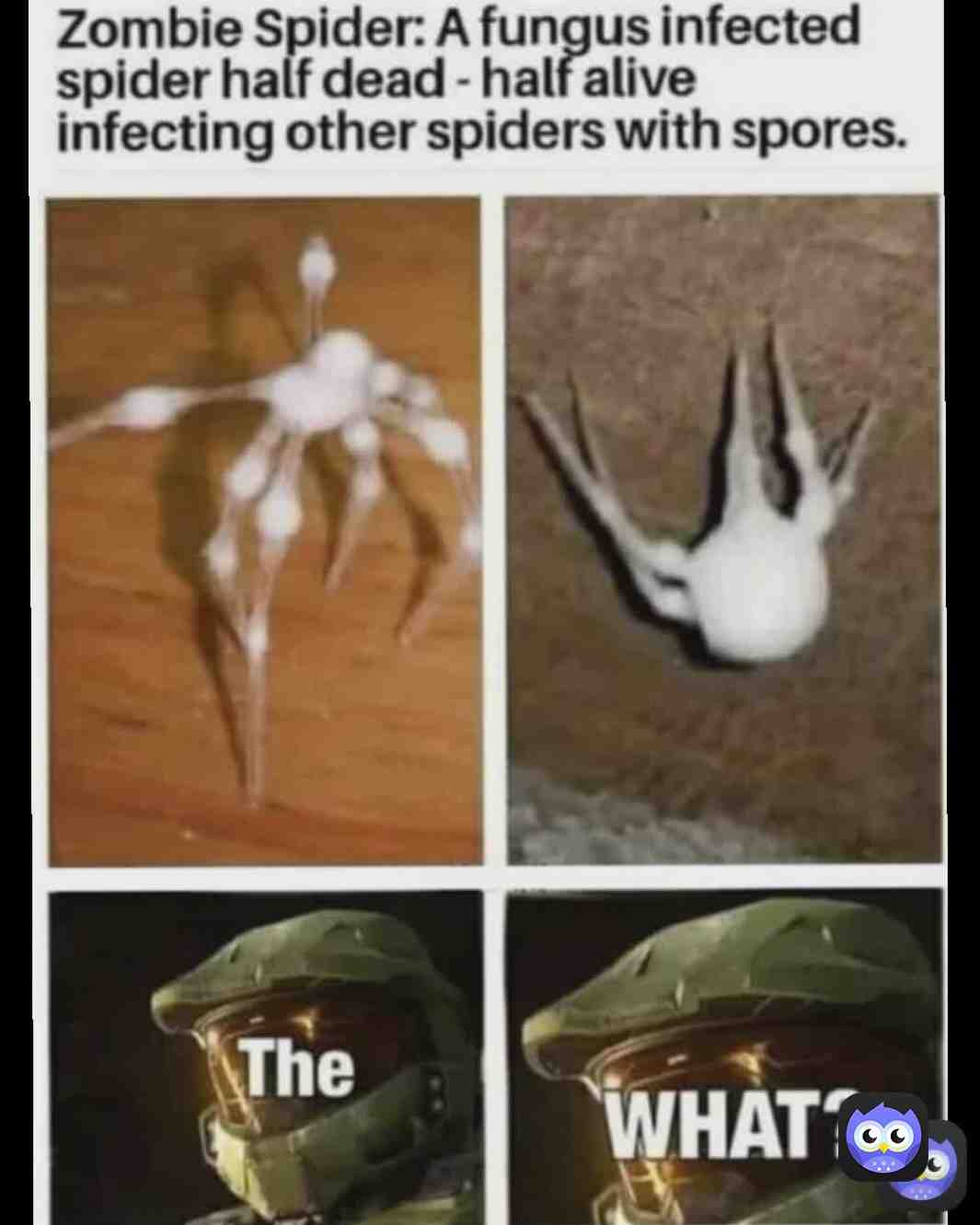#spiders #scared