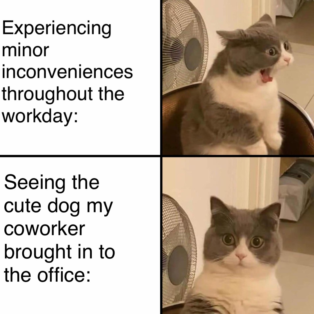 Experiencing minor inconveniences throughout the workday: Seeing the cute dog my coworker brought in to the office: