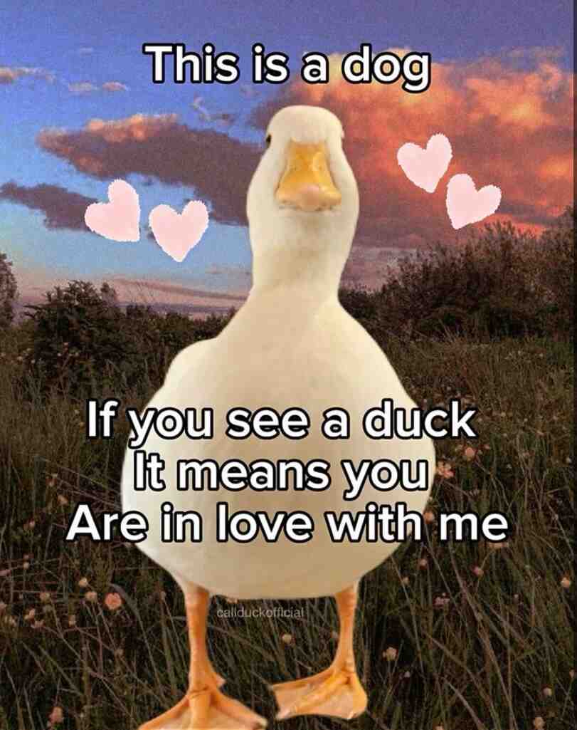 Meme shared by @Alistor