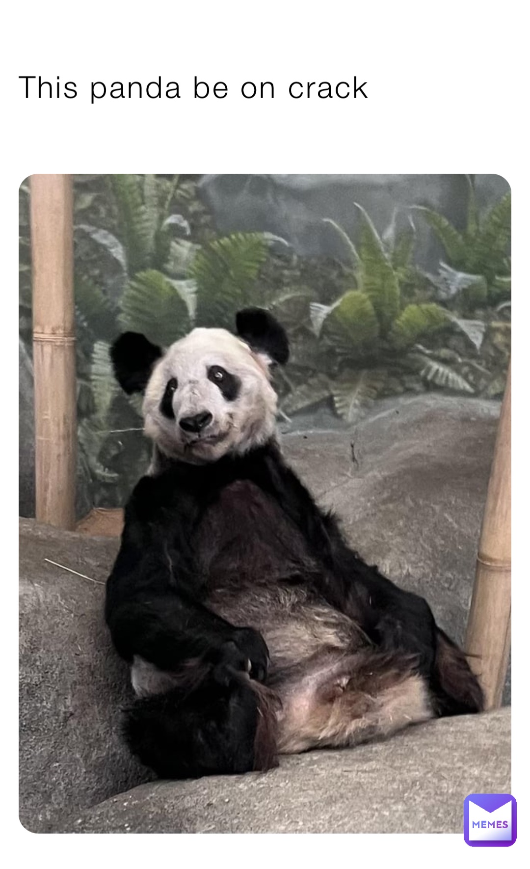 This panda be on crack
