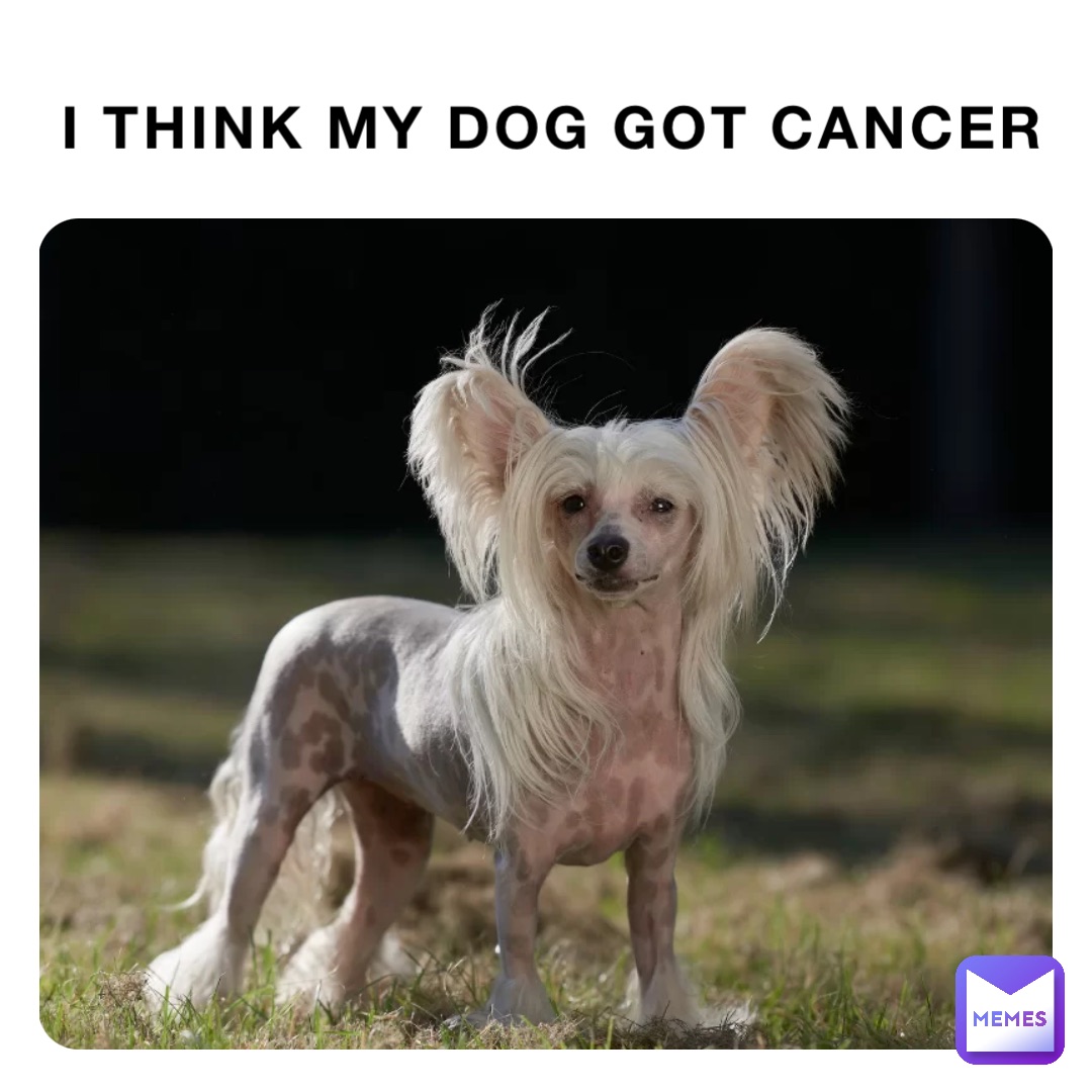 I think my dog got cancer