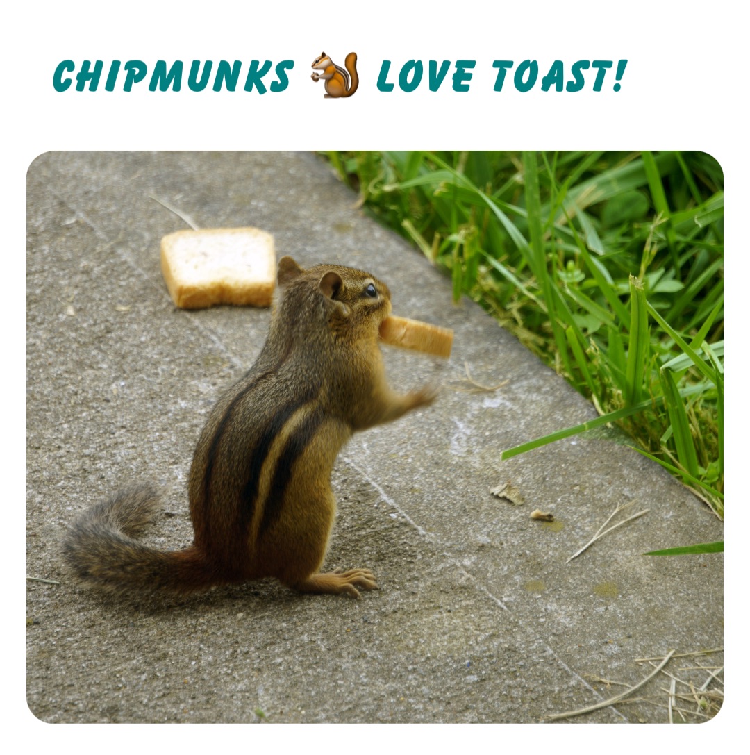 Chipmunks 🐿 love toast!