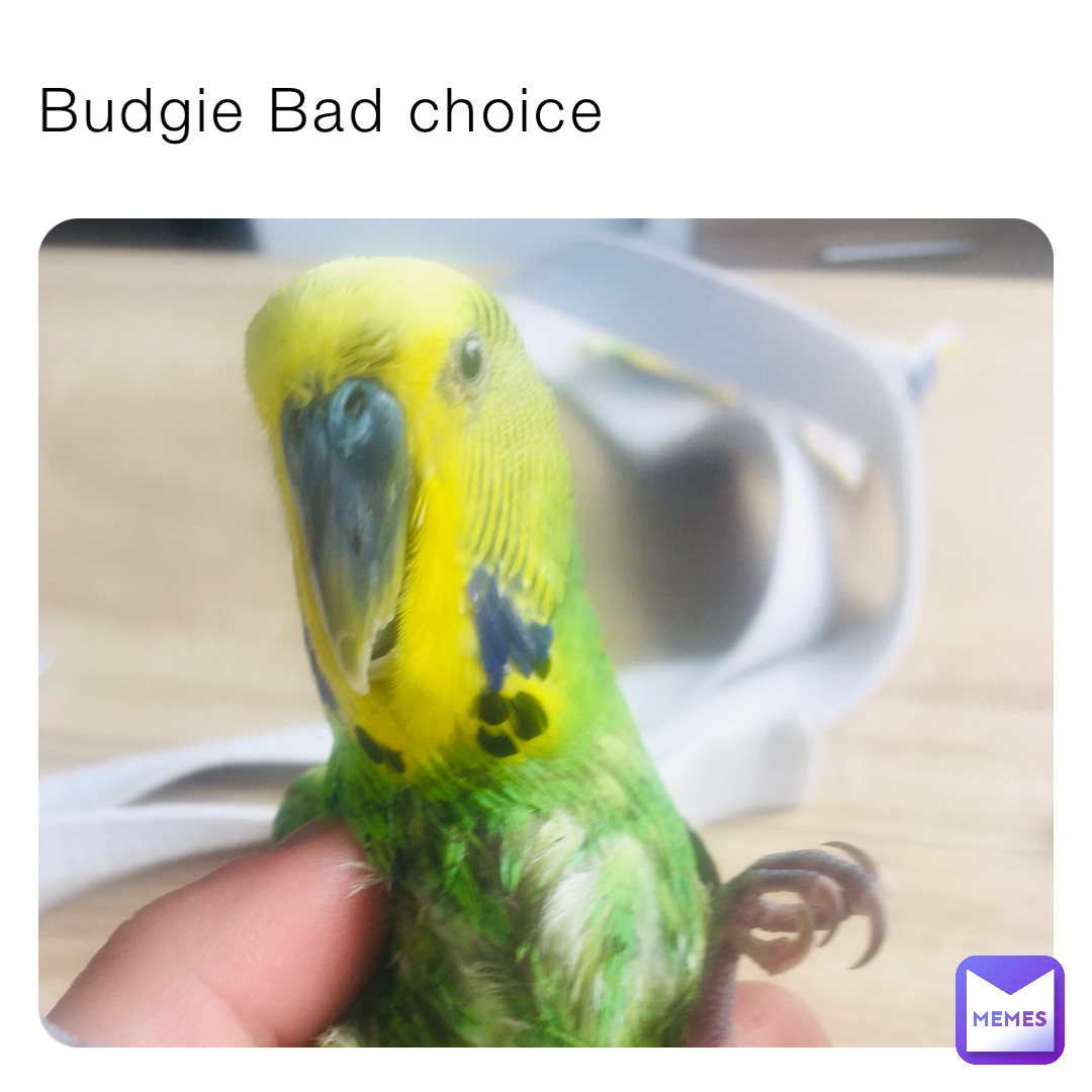 Budgie Bad choice