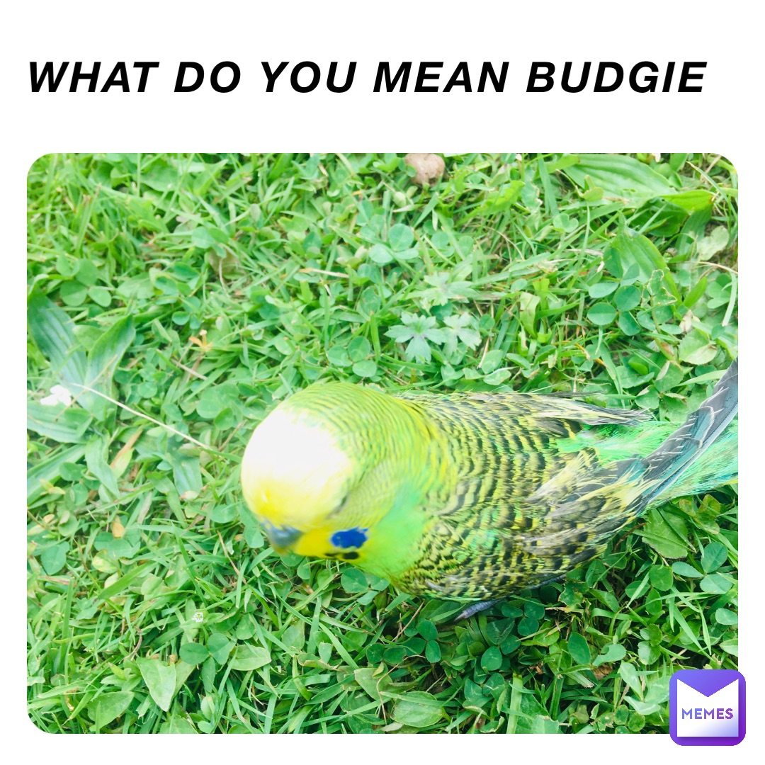 What do you mean budgie