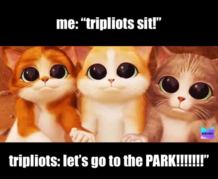 Meme shared by @memestr4life