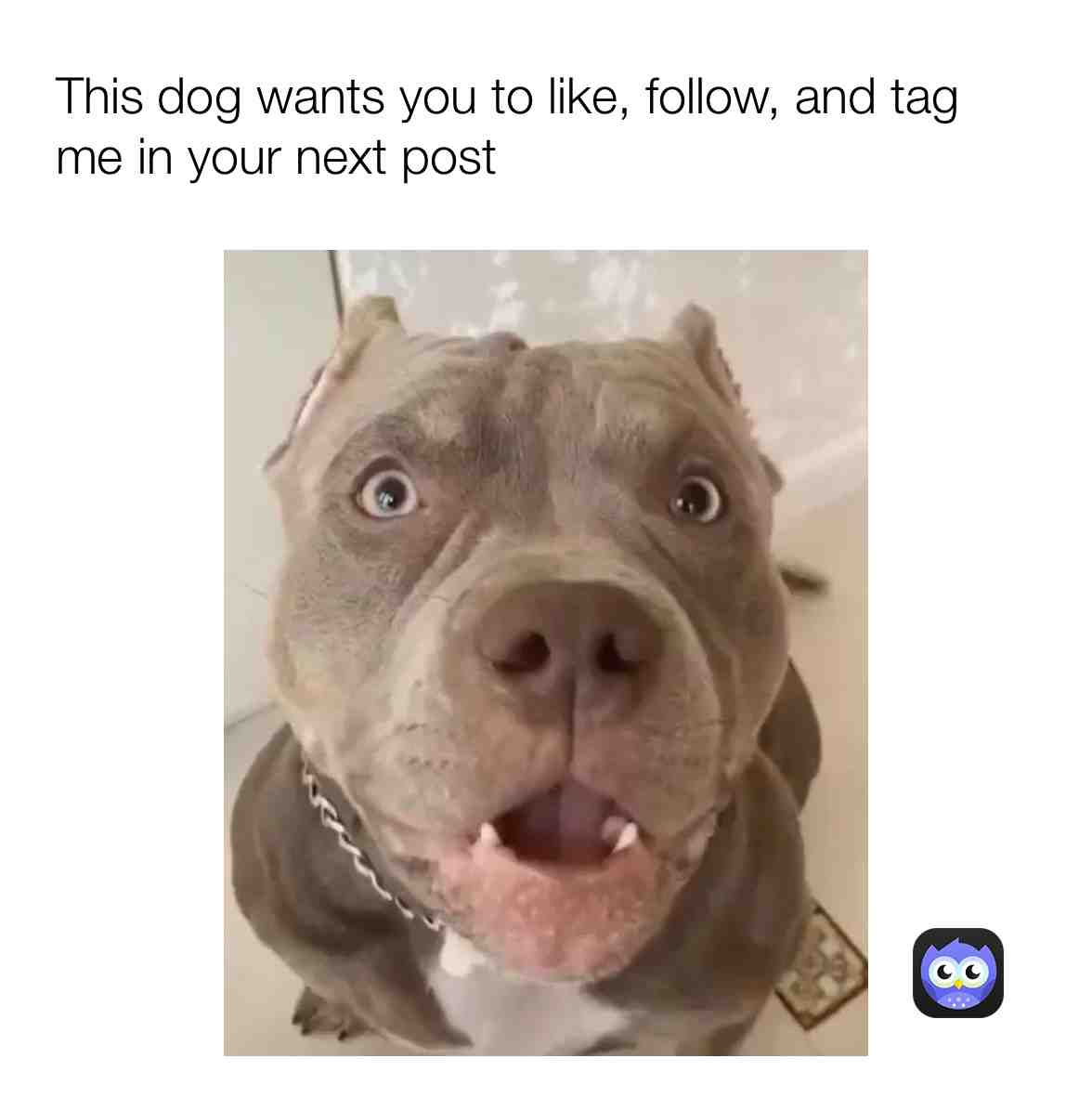 Don’t make doggo sad listen to him