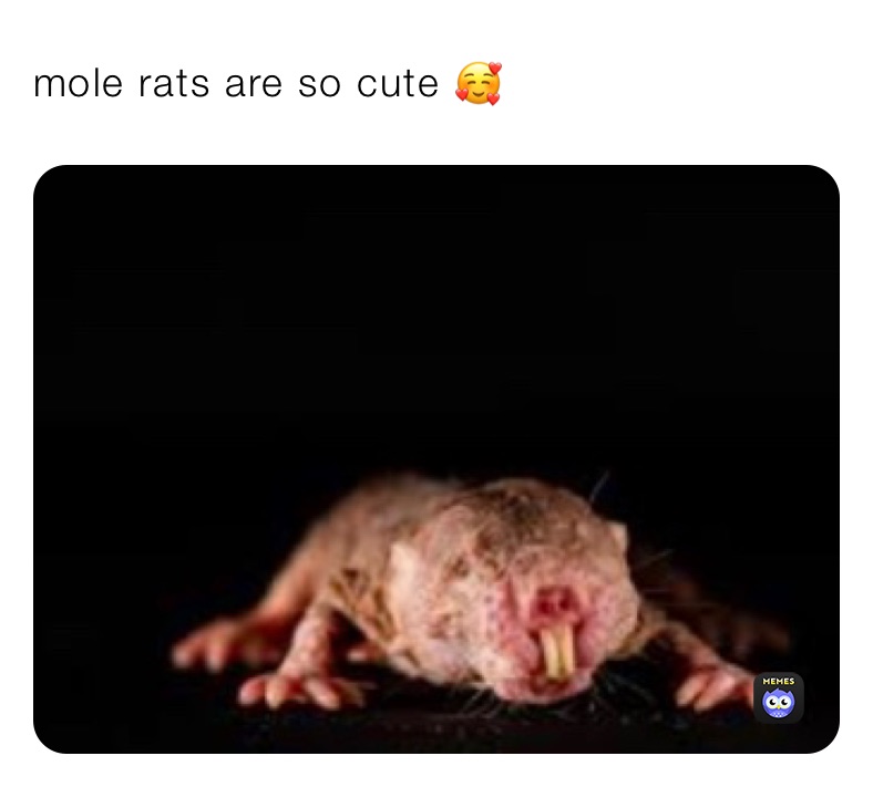 Mole Rats Are So Cute 🥰 