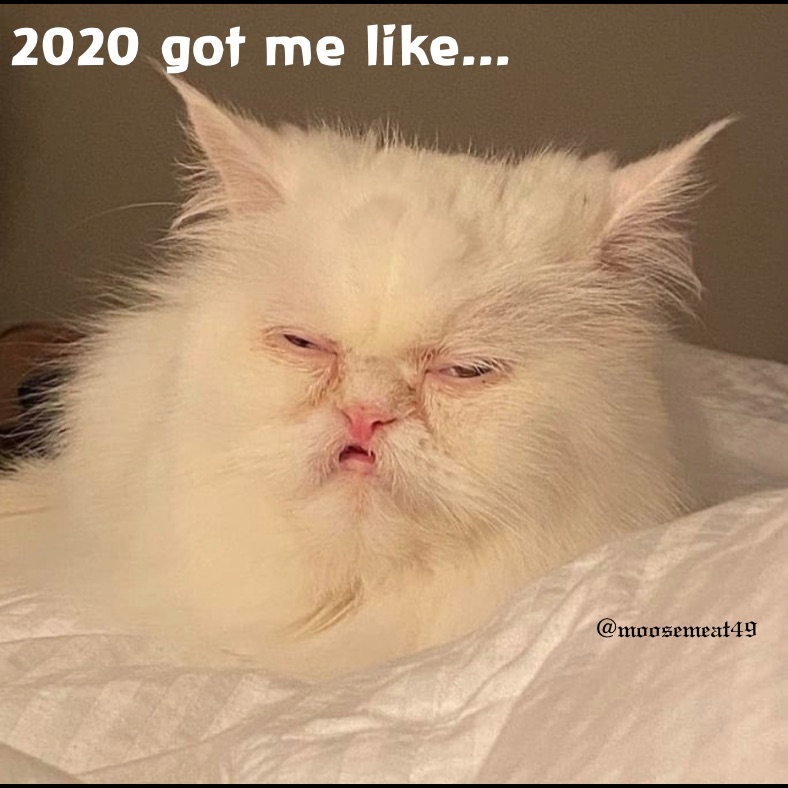 if 2020 was a cat