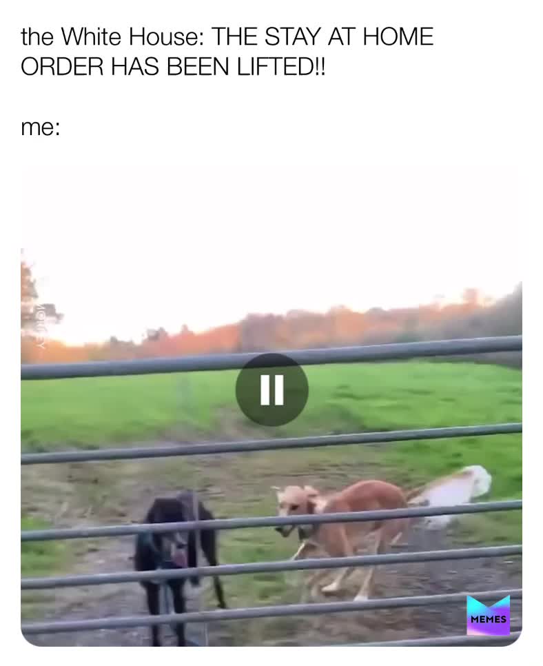 I can’t wait to be free!  #funnymeme  #dogmeme