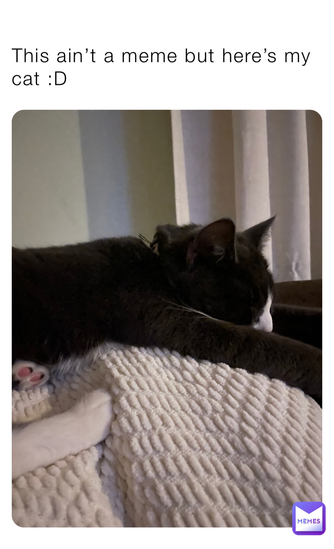 This ain’t a meme but here’s my cat :D