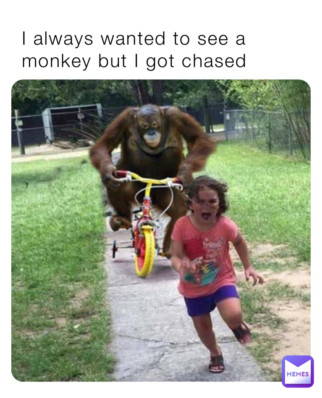 I always wanted to see a monkey but I got chased