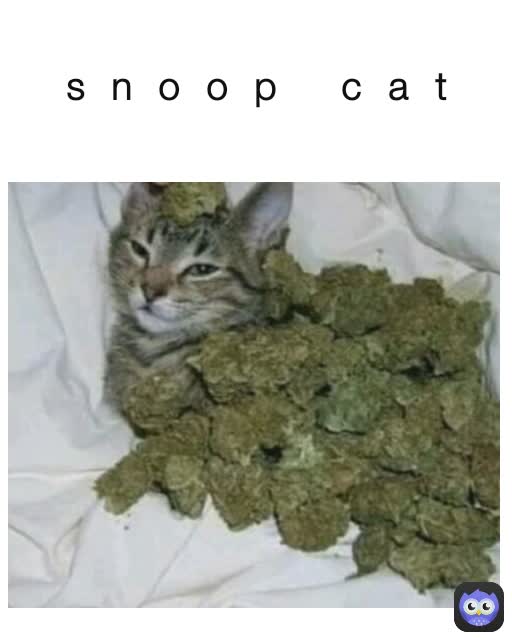 snoop cat