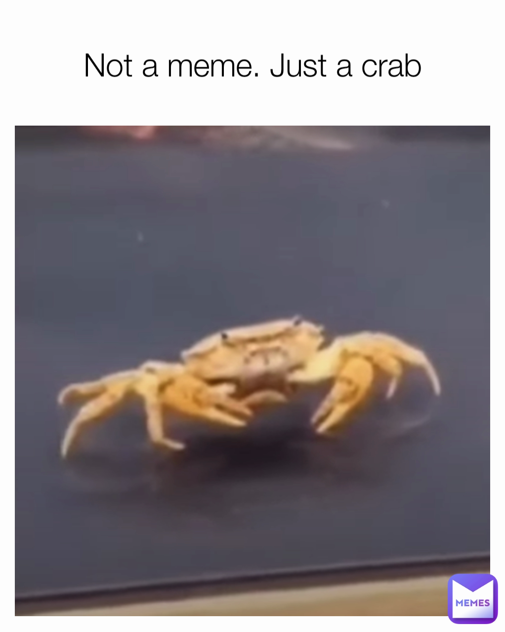 Not a meme. Just a crab