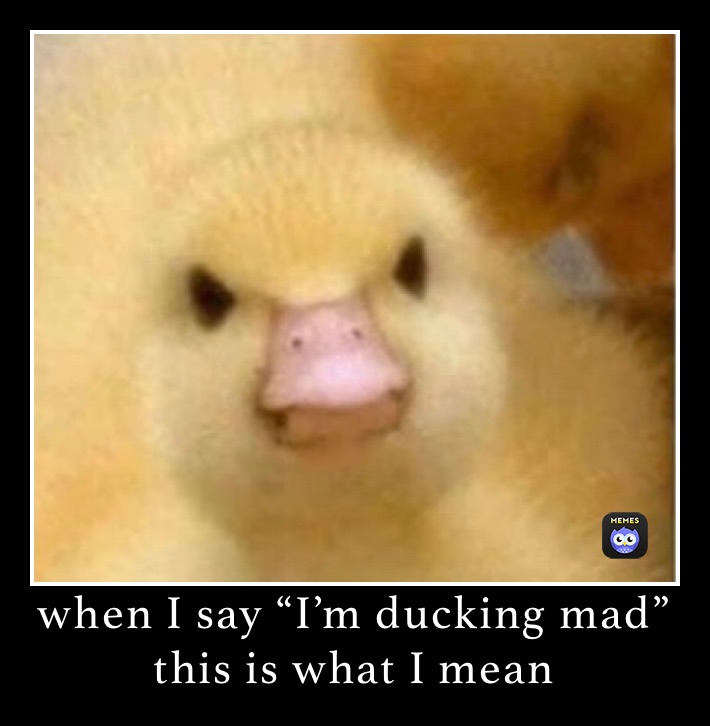 when I say “I’m ducking mad”  when I say “I’m ducking mad” this is what I mean
