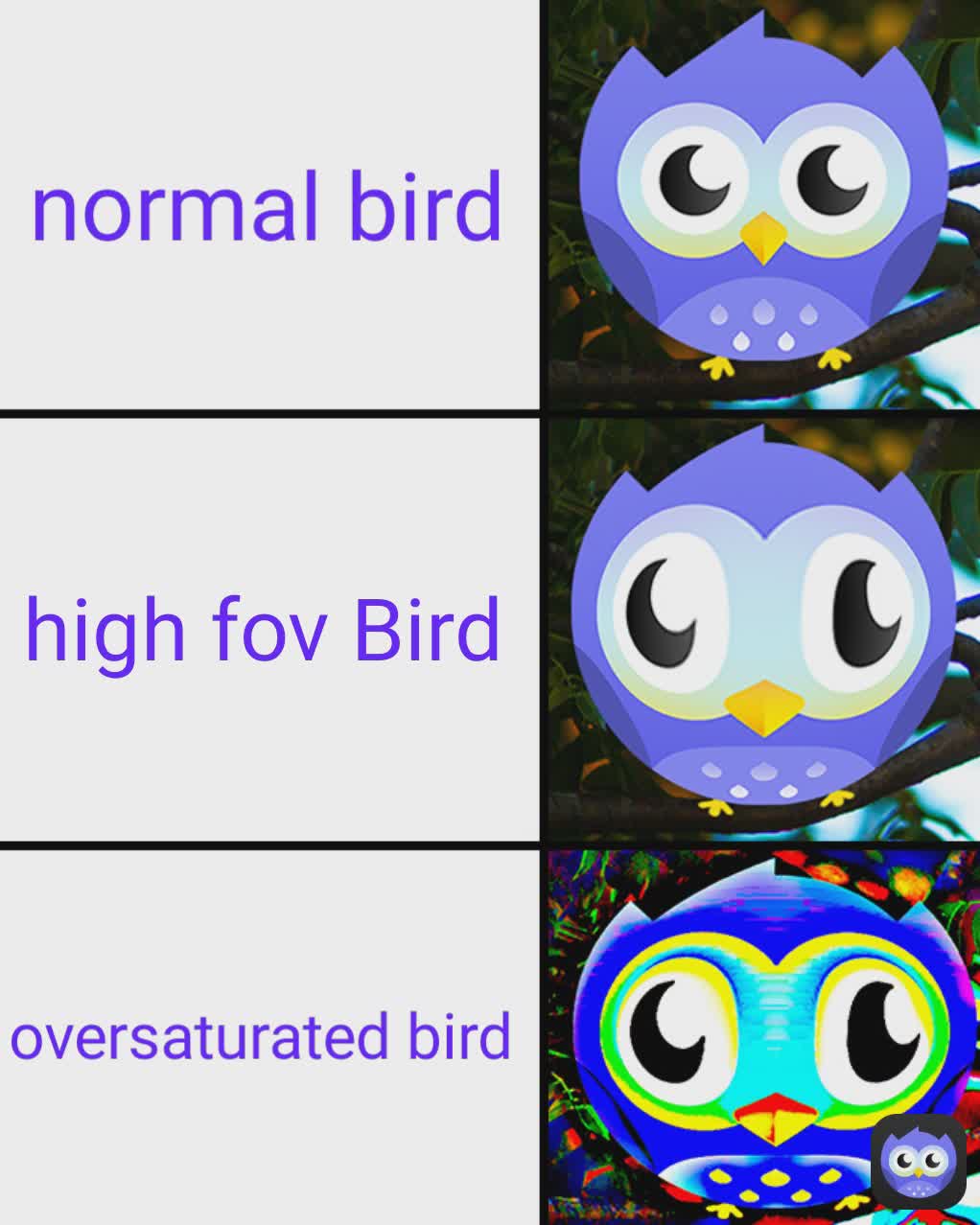 high fov Bird oversaturated bird normal bird