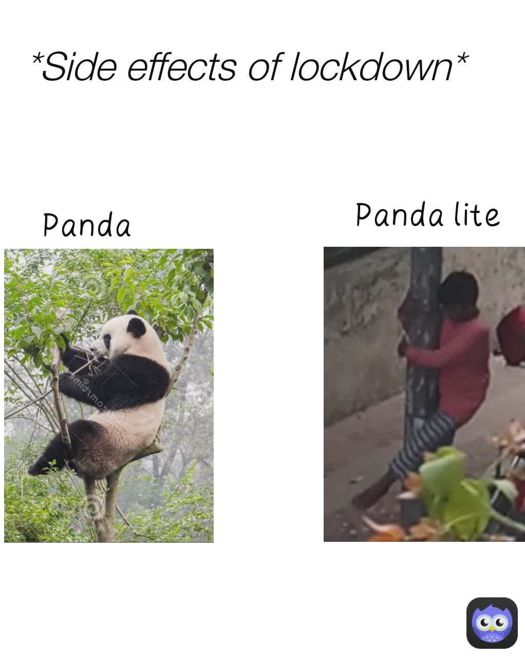 *Side effects of lockdown* Panda Panda lite