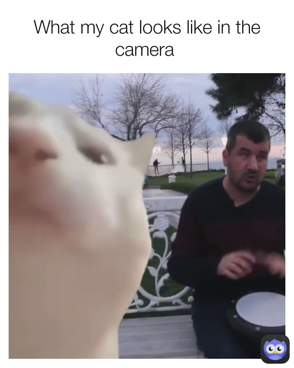 What my cat looks like in the camera 