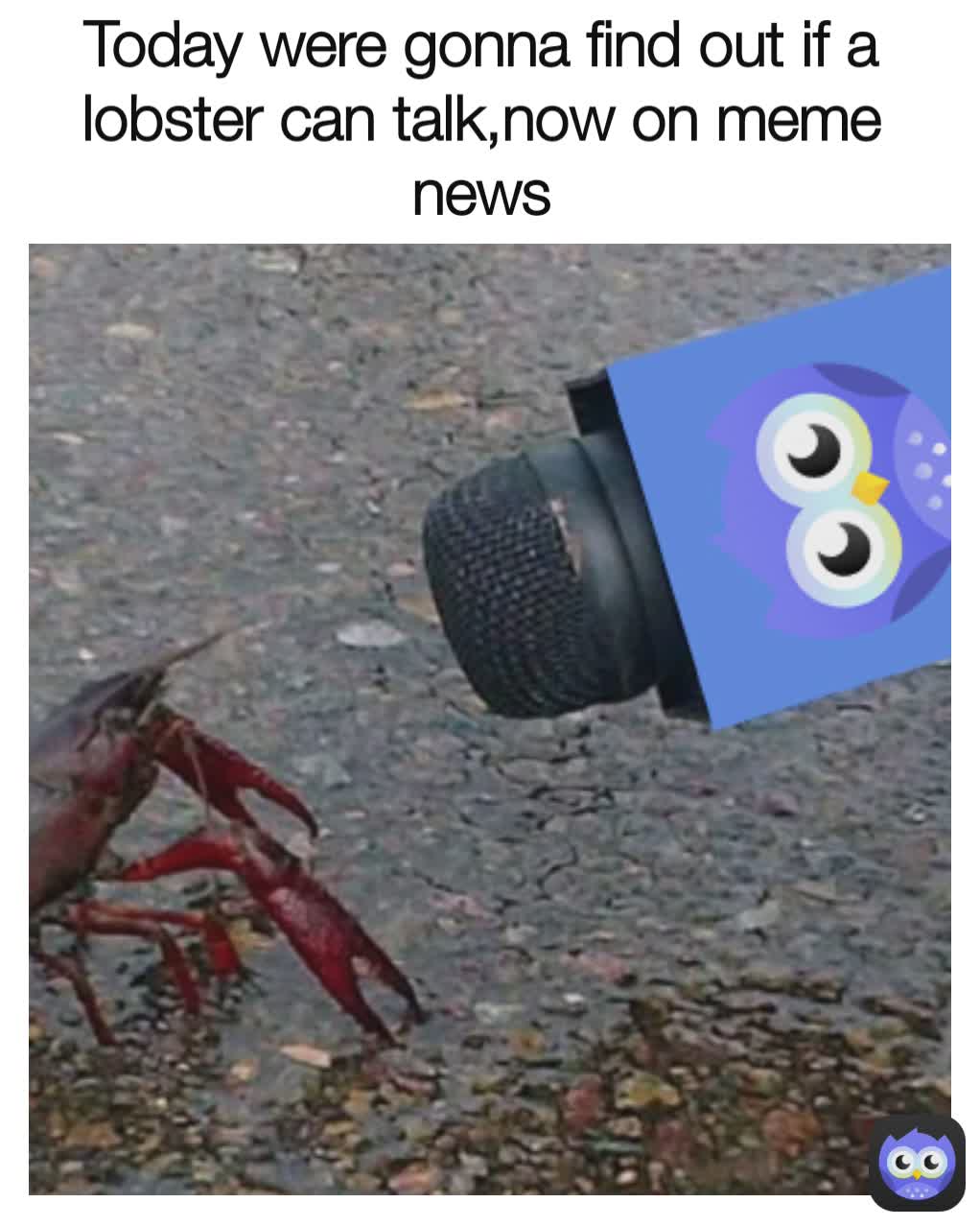 Today were gonna find out if a lobster can talk,now on meme news