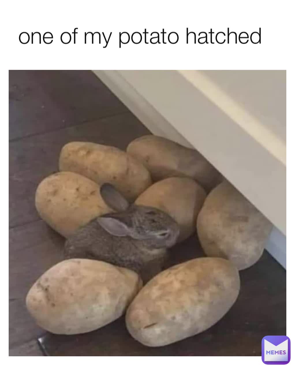 one of my potato hatched 