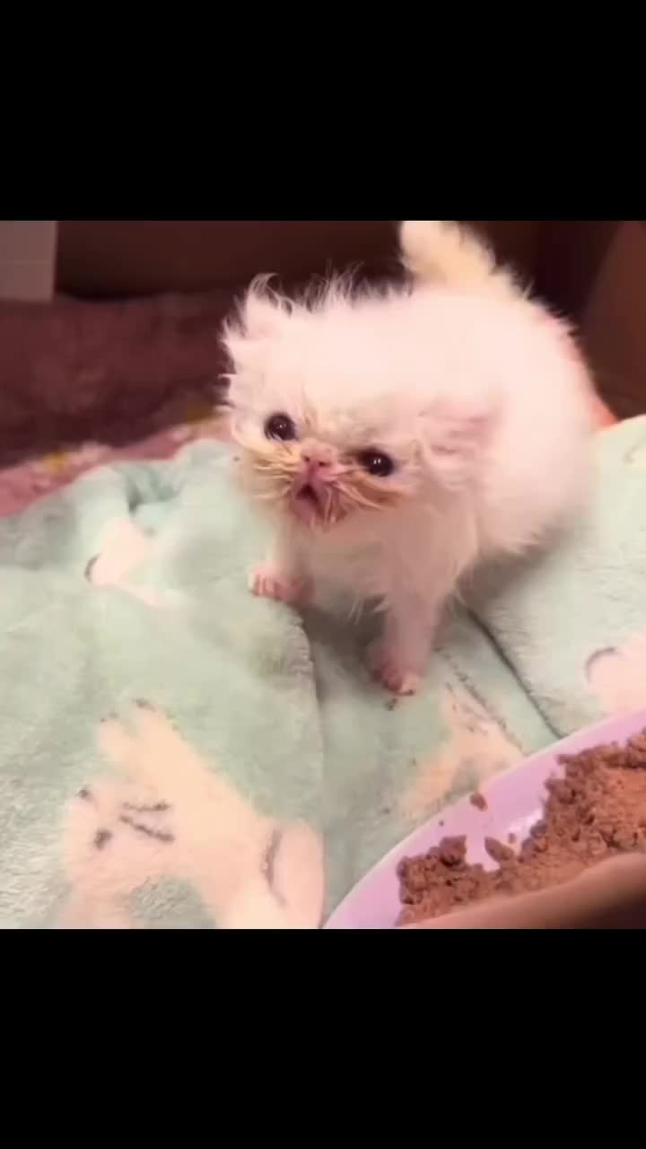 LIL GREMLIN