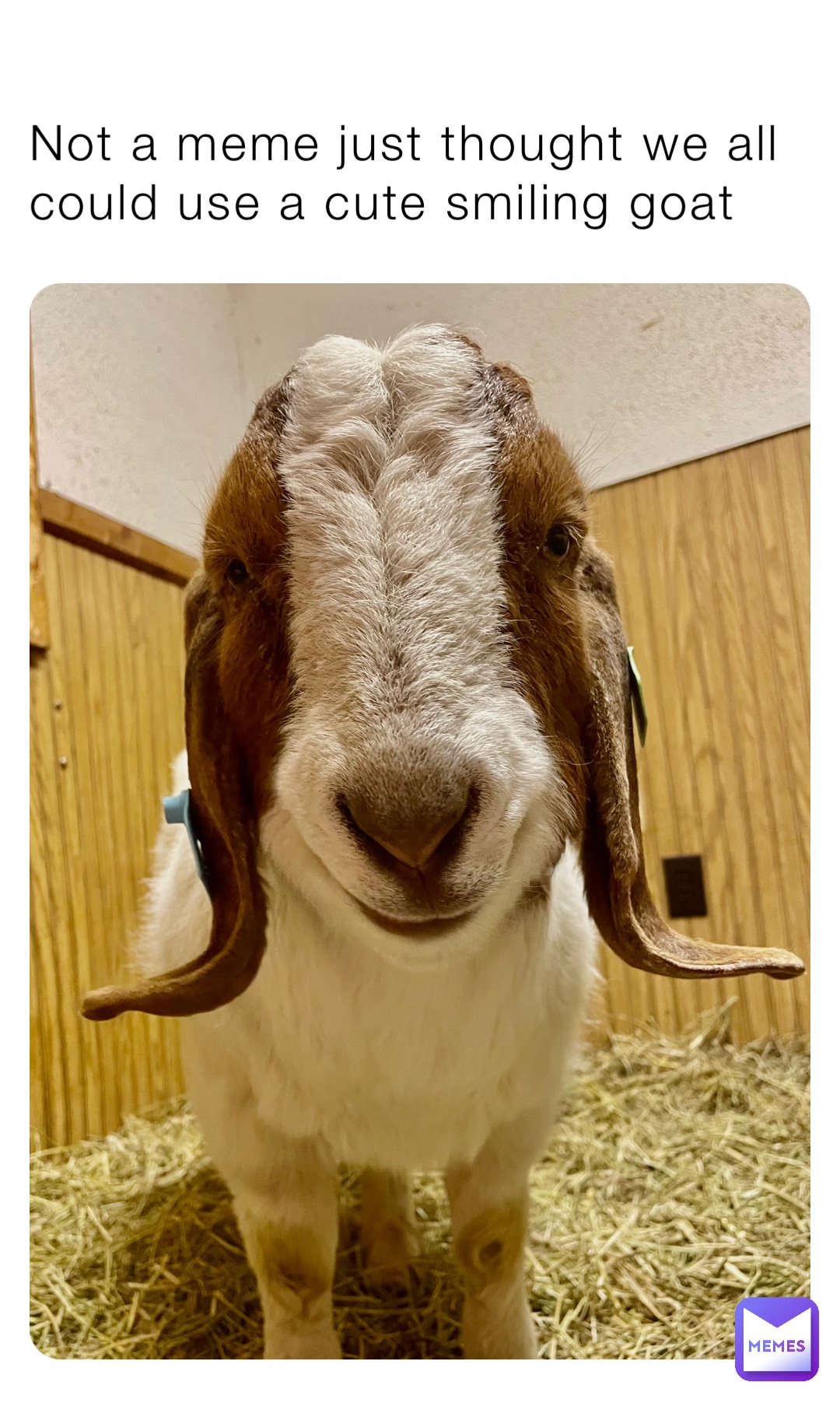 Not a meme just thought we all could use a cute smiling goat