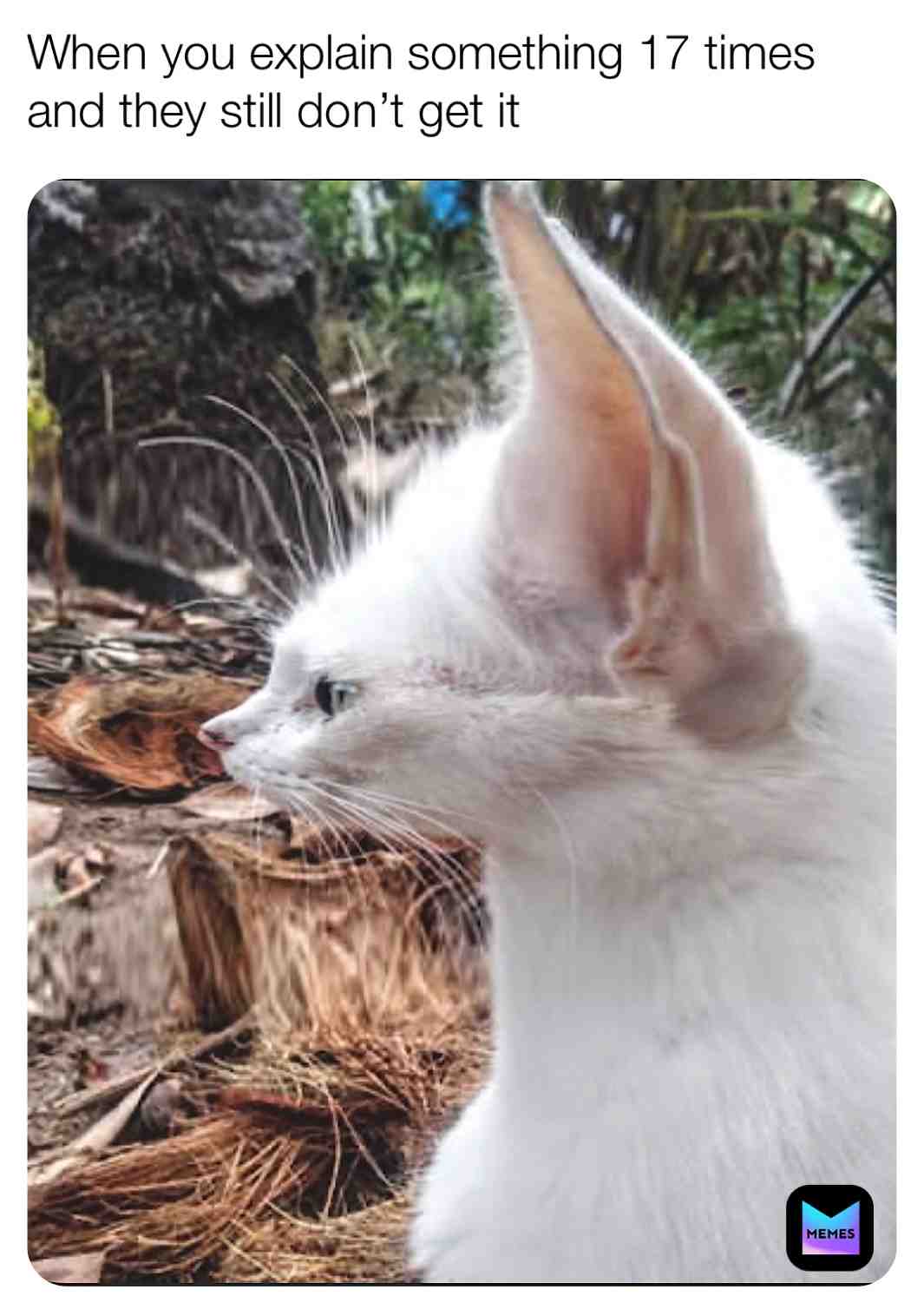 #memesdaily #memestagram #catmemes