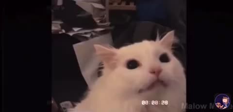 Meme preview