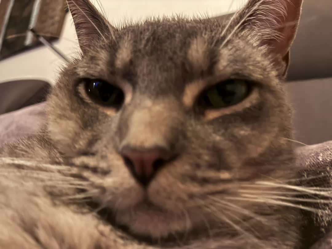 COOLCAT