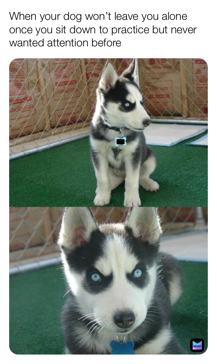 When your dog won’t leave you alone once you sit down to practice but