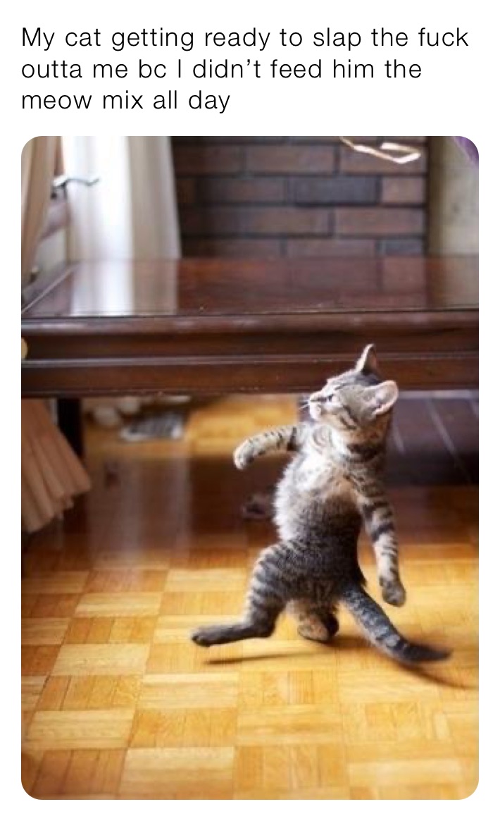 My cat getting ready to slap the fuck outta me bc I didn’t feed him the meow mix all day