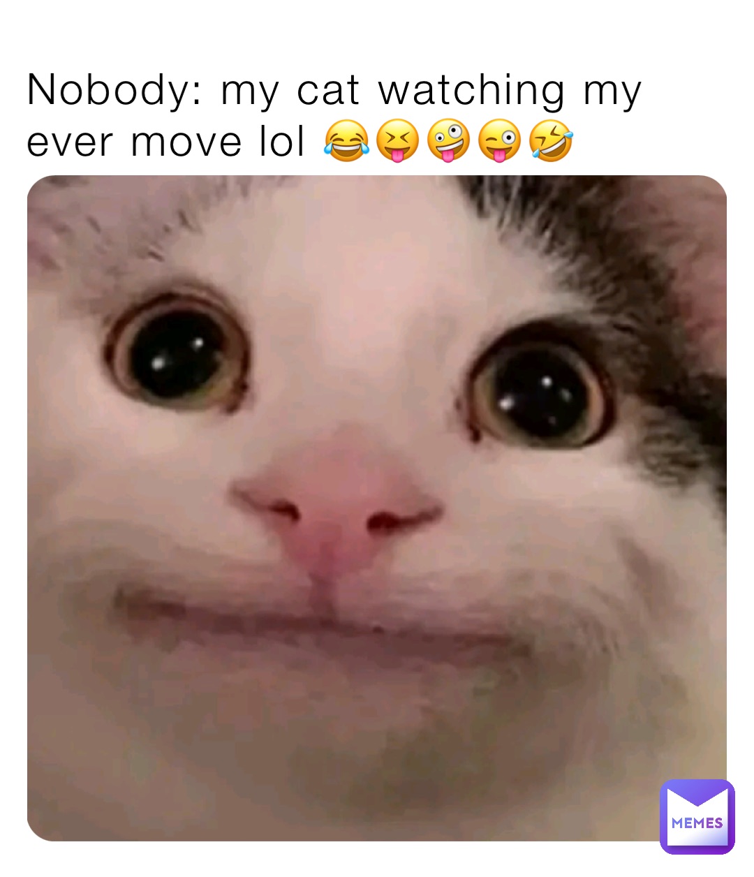 Nobody: my cat watching my ever move lol 😂😝🤪😜🤣