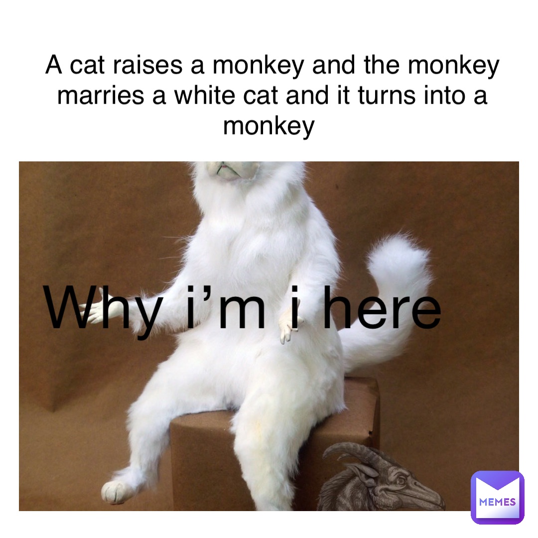 Why I’m i here A cat raises a monkey and the Monkey marries a white cat and it turns into a monkey