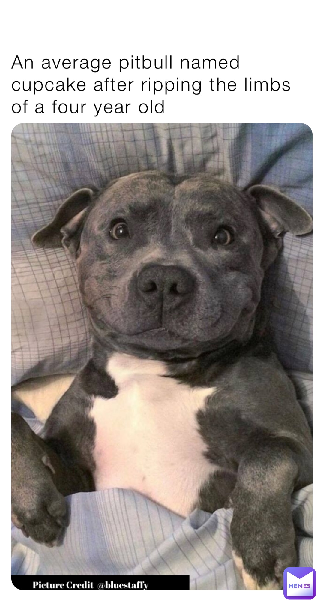 An average pitbull named cupcake after ripping the limbs of a four year old