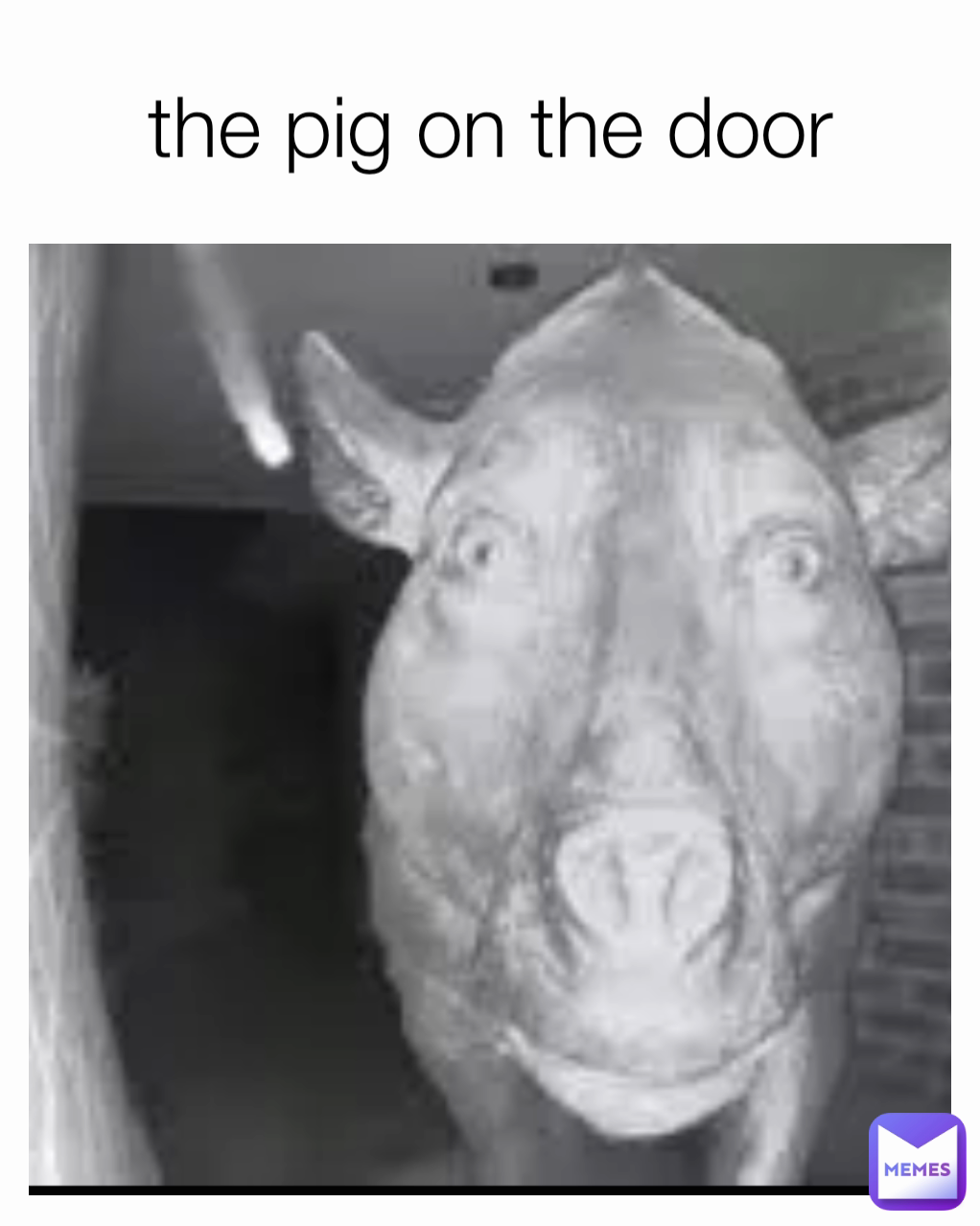 the pig on the door