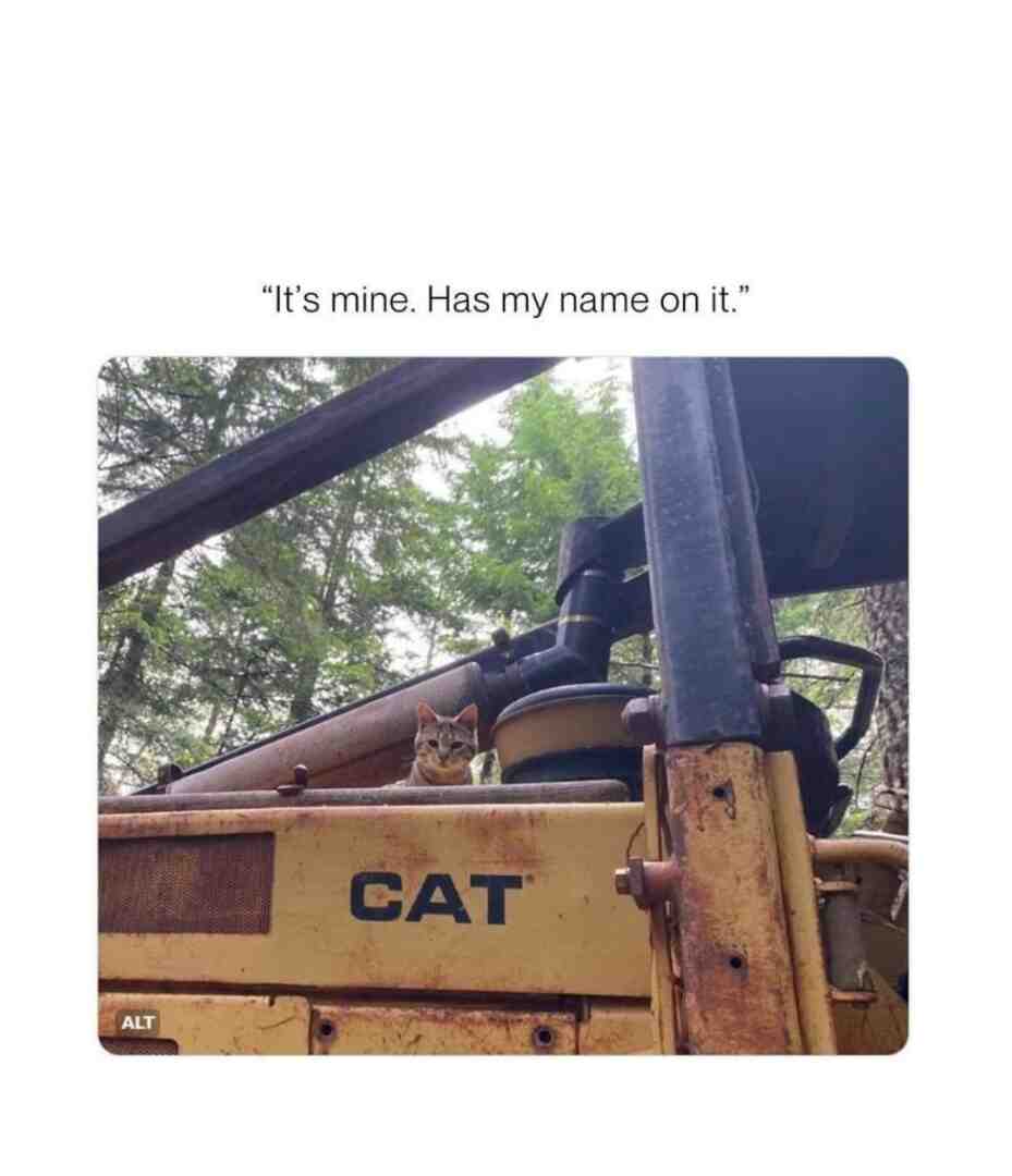 Meme shared by @QueenPuppy16219