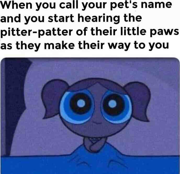 Meme shared by @QueenPuppy16219